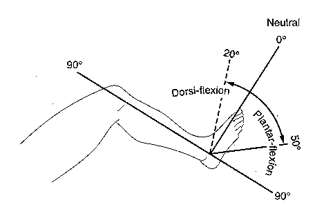 ankle.tif (445170 bytes)