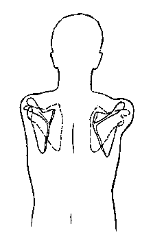 scapula_prot.gif (3150 bytes)