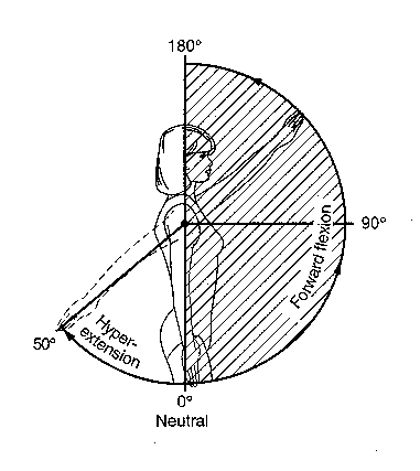 shoulder_flex.gif (488636 bytes)